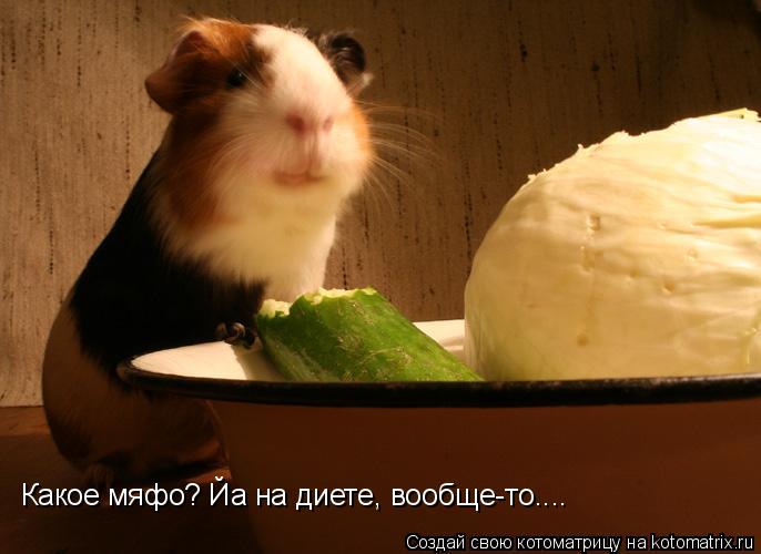 Какое мяфо? Йа на диете, вообще-то....... Котоматрица: Какое мяфо? Йа на диете, вообще-то....