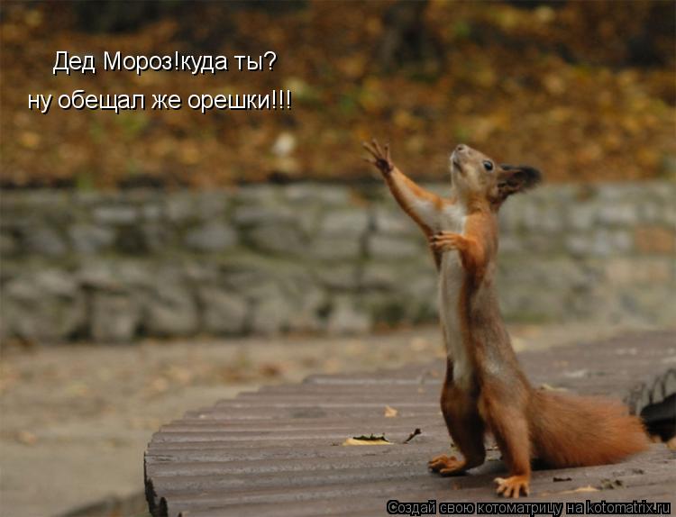 Дед Мороз!куда ты? ну обещал же орешки!!!... Котоматрица: Дед Мороз!куда ты? ну обещал же орешки!!!