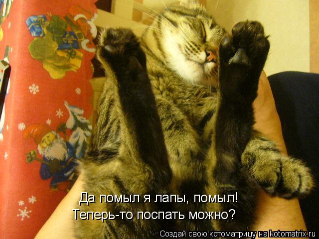 Котоматрица: Да помыл я лапы, помыл! Теперь-то поспать можно?