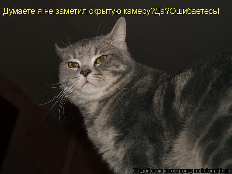Котоматрица: Думаете я не заметил скрытую камеру?Да?Ошибаетесь!