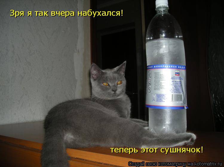 Котоматрица: Зря я так вчера набухался! Зря я так вчера набухался!  теперь этот сушнячок!