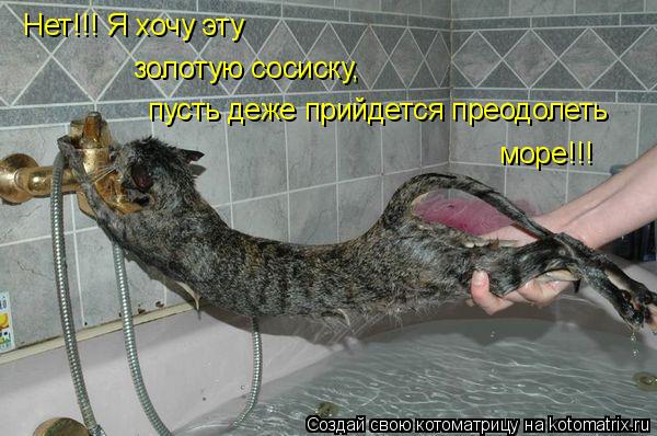 Котоматрица: Нет!!! Я хочу эту золотую сосиску, пусть деже прийдется преодолеть море!!!