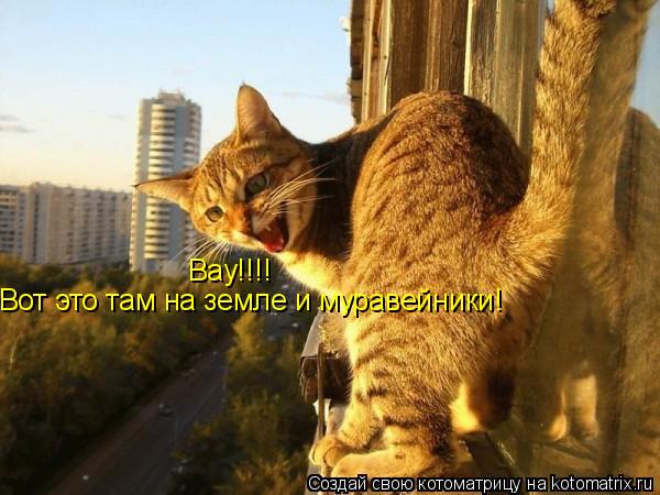 Котоматрица: Вау!!!! Вот это там на земле и муравейники!