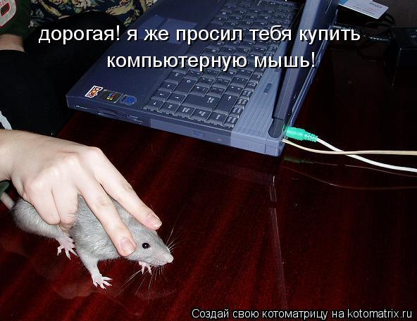 Котоматрица: дорогая! я же просил тебя купить компьютерную мышь!