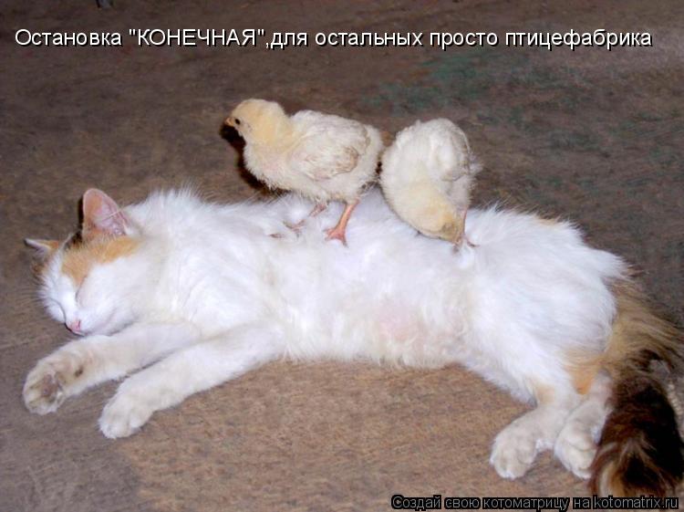 Остановка "КОНЕЧНАЯ",для остальных просто птицефабрика... Котоматрица: Остановка "КОНЕЧНАЯ",для остальных просто птицефабрика