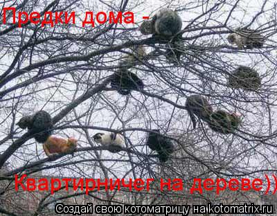 Котоматрица: Предки дома -  Квартирничег на дереве)))