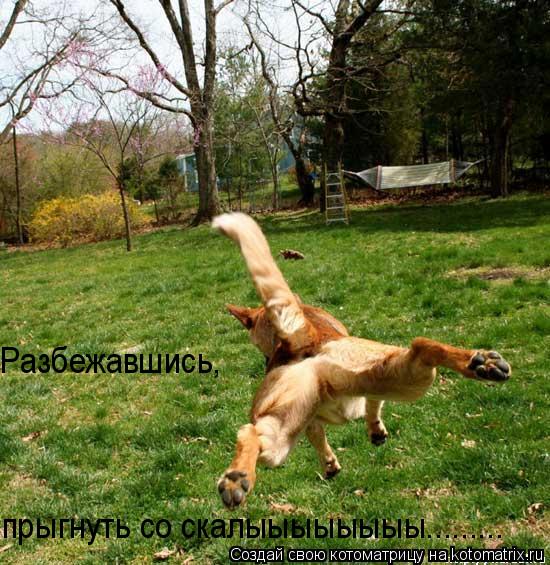 Котоматрица: Разбежавшись,  прыгнуть со скалыыыыыыыы.........