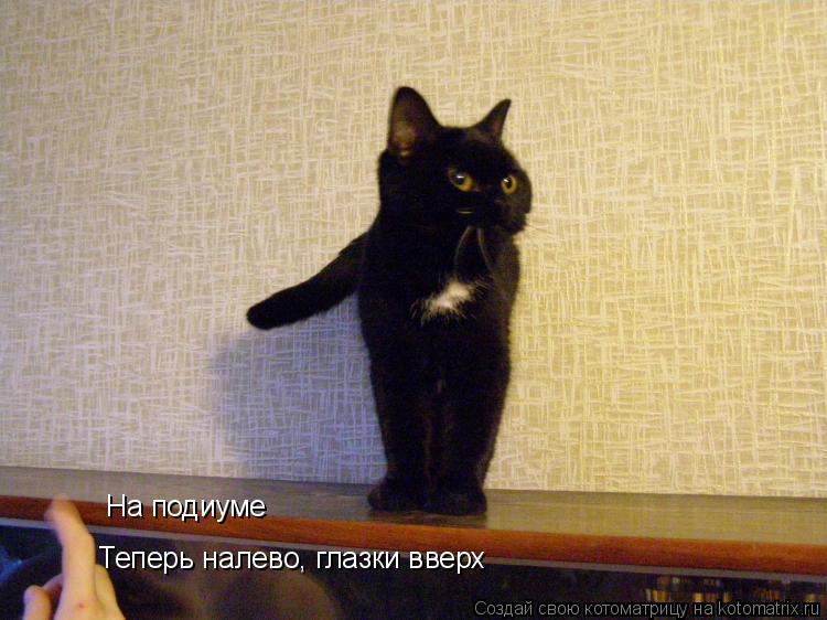 Котоматрица: На подиуме Теперь налево, глазки вверх