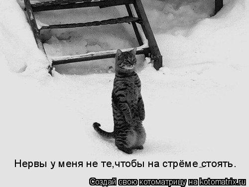 Котоматрица: Нервы у меня не те,чтобы на стрёме стоять.