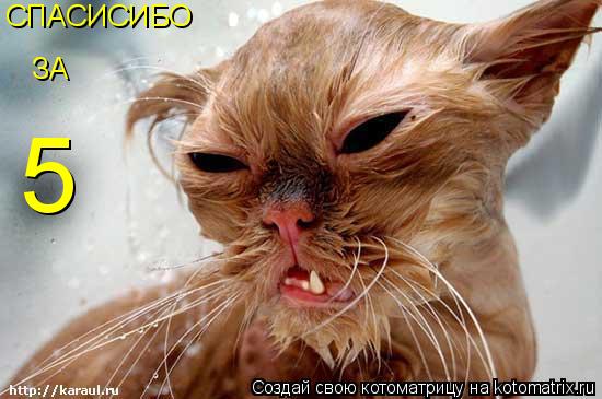 СПАСИСИБО ЗА 5... Котоматрица: СПАСИСИБО ЗА 5