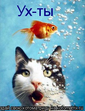 Ух-ты... Котоматрица: Ух-ты