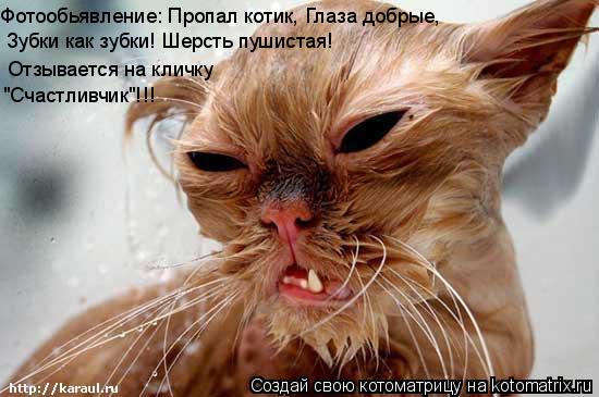 Котоматрица: Фотообьявление: Пропал котик, Глаза добрые, Зубки как зубки! Шерсть пушистая! Отзывается на кличку "Счастливчик"!!!