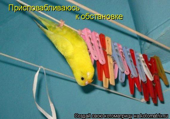 Котоматрица: Присповабливаюсь к обстановке
