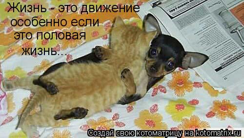 Жизнь - это движение особенно если это половая жизнь...... Котоматрица: Жизнь - это движение особенно если это половая жизнь...