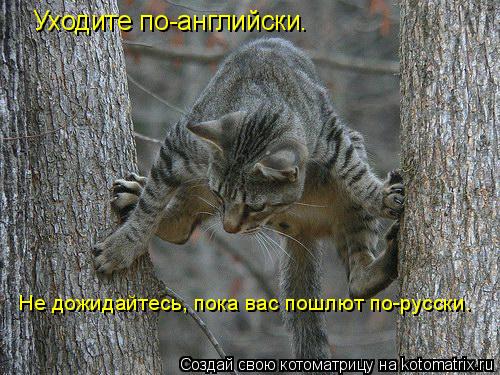 Уходите по-английски. Не дожидайтесь, пока вас пошлют по-русски.... Котоматрица: Уходите по-английски. Не дожидайтесь, пока вас пошлют по-русски.