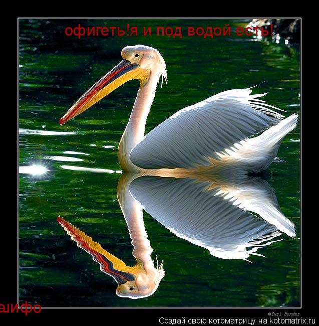 офигеть!я и под водой есть! офигеть!я и под водой есть! офигеть!я и под водой есть! офигеть!я и под в... Котоматрица: офигеть!я и под водой есть! офигеть!я и под водой есть! офигеть!я и под водой есть! офигеть!я и под водой есть! офигеть!я и над водой есть!