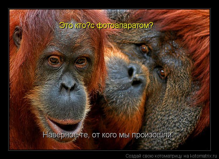 Это кто?с фотоапаратом? Наверное те, от кого мы произошли... Котоматрица: Это кто?с фотоапаратом? Наверное те, от кого мы произошли