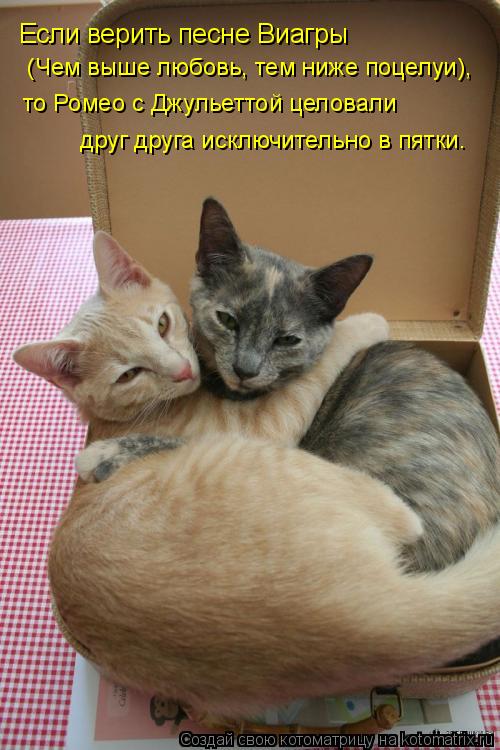 Если верить песне Виагры (Чем выше любовь, тем ниже поцелуи), то Ромео с Джульеттой целовали друг др... Котоматрица: Если верить песне Виагры (Чем выше любовь, тем ниже поцелуи), то Ромео с Джульеттой целовали друг друга исключительно в пятки.