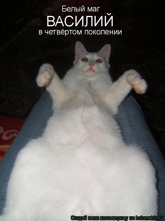 Белый маг ВАСИЛИЙ в четвёртом поколении... Котоматрица: Белый маг ВАСИЛИЙ в четвёртом поколении