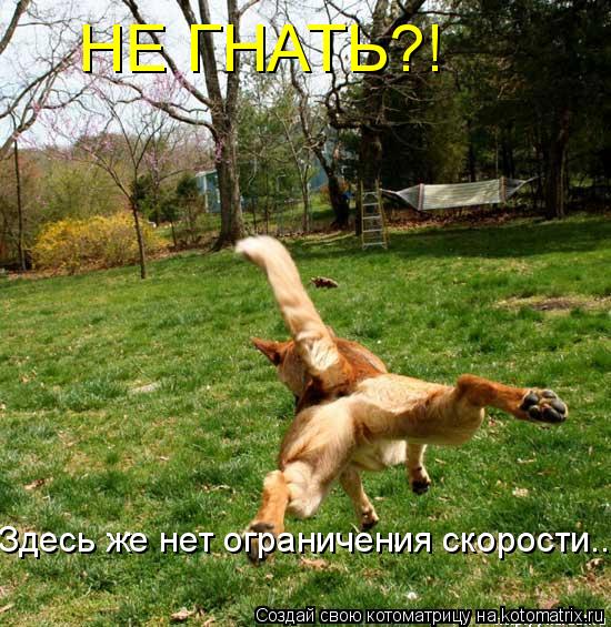 Котоматрица: НЕ ГНАТЬ?! Здесь же нет ограничения скорости...