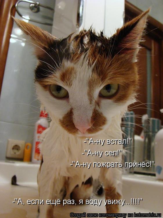 -"А-ну встал!" -"А-ну сел!" -"А-ну пожрать принёс!" -"А, если ещё раз, я воду увижу...!!!!"... Котоматрица: -"А-ну встал!" -"А-ну сел!" -"А-ну пожрать принёс!" -"А, если ещё раз, я воду увижу...!!!!"