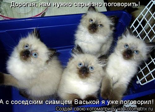 Котоматрица: Дорогая, нам нужно серьёзно поговорить! А с соседским сиамцем Васькой я уже поговорил!