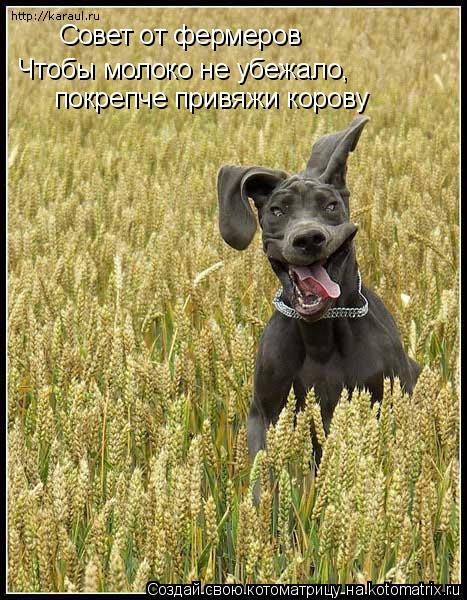 Котоматрица: Совет от фермеров Чтобы молоко не убежало,  покрепче привяжи корову