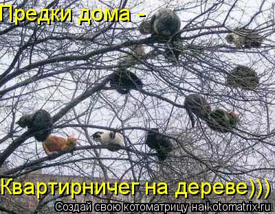 Котоматрица: Квартирничег на дереве))) Предки дома -
