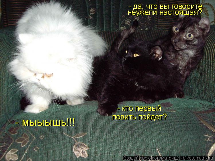 Котоматрица: - мыыышь!!! - да, что вы говорите - кто первый  ловить пойдет? неужели настоящая?