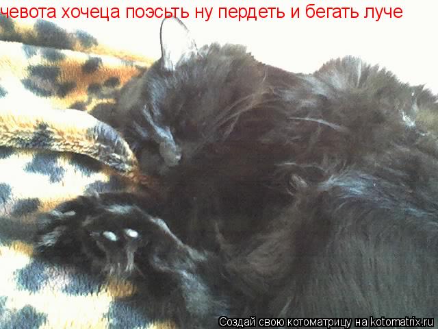 Котоматрица: чевота хочеца поэсьть ну пердеть и бегать луче