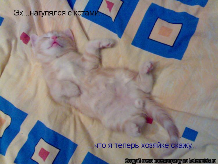 Котоматрица: Эх...нагулялся с котами... ...что я теперь хозяйке скажу...