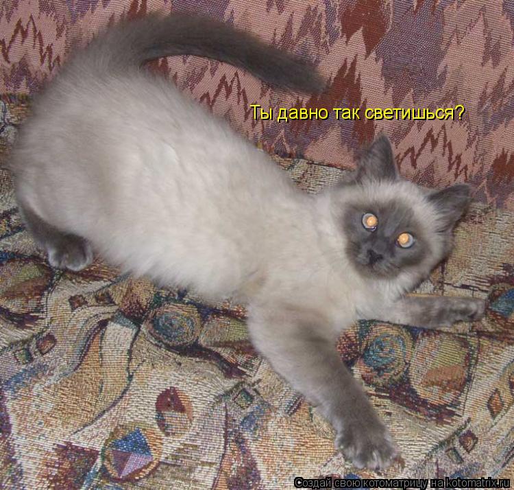 Котоматрица: Ты давно так светишься?