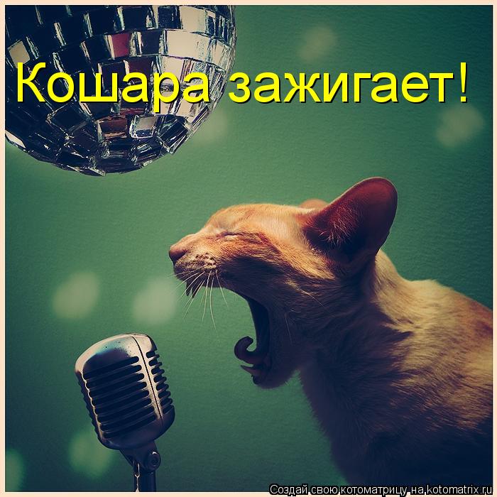 Котоматрица: Кошара зажигает!