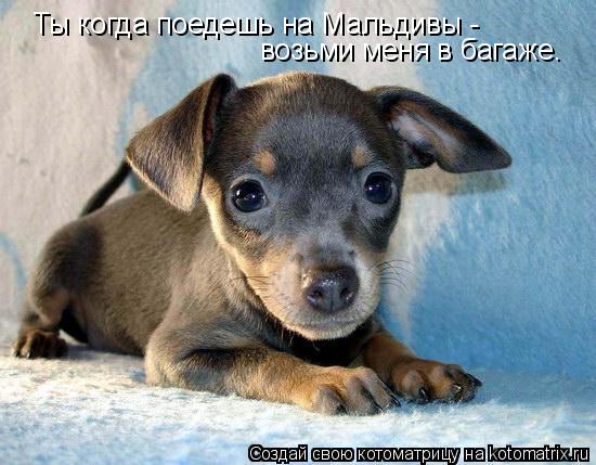 Ты когда поедешь на Мальдивы - возьми меня в багаже.... Котоматрица: Ты когда поедешь на Мальдивы - возьми меня в багаже.