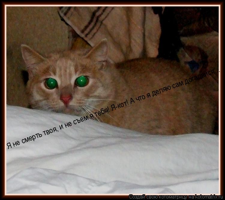 Котоматрица: Я не смерть твоя, и не съем я тебя! Я-кот! А что я деляю сам догадайся...
