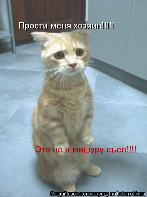 Котоматрица: Прости меня хозяин!!!!!  Это не я мишуру съел!!!!