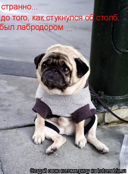 странно... до того, как стукнулся об столб, ... был лабродором... Котоматрица: странно... до того, как стукнулся об столб, ... был лабродором