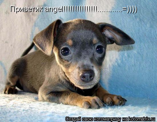 Приветик angel!!!!!!!!!!!!!!!............=))))... Котоматрица: Приветик angel!!!!!!!!!!!!!!!............=))))