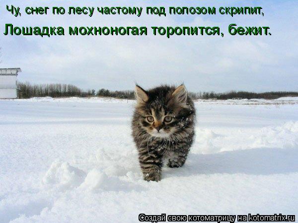 Котоматрица: Чу, снег по лесу частому под полозом скрипит, Лошадка мохноногая торопится, бежит.