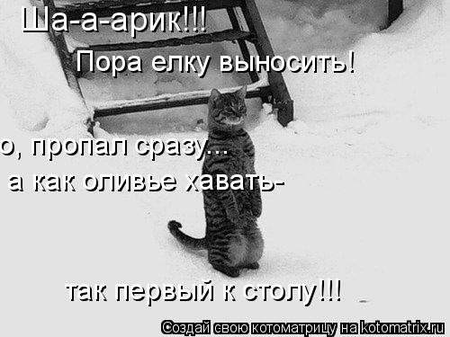 Котоматрица: Ша-а-арик!!! Пора елку выносить! о, пропал сразу...  а как оливье хавать- так первый к столу!!!