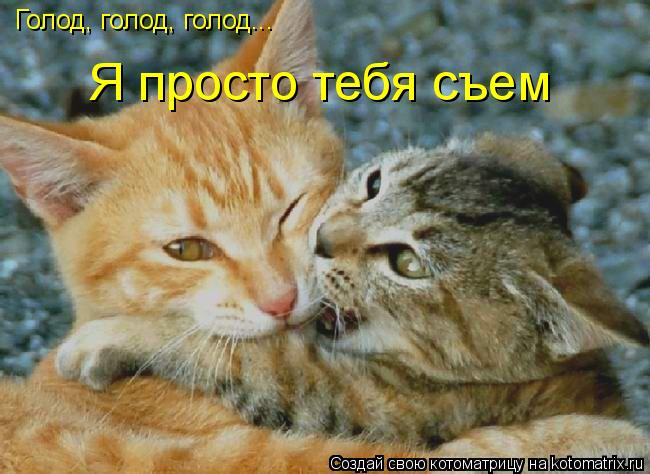 Котоматрица: Голод, голод, голод... Я просто тебя съем