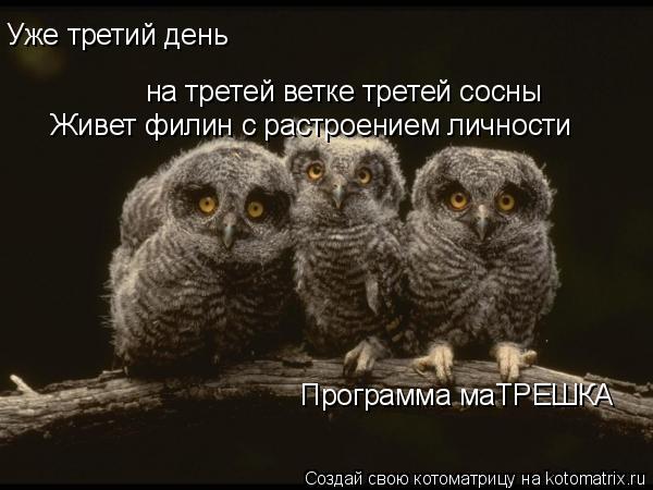 Котоматрица: на третей ветке третей сосны Уже третий день Живет филин с растроением личности Программа маТРЕШКА