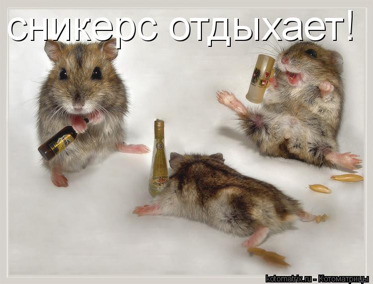 сникерс отдыхает!... Котоматрица: сникерс отдыхает!