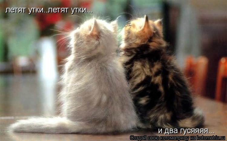 Котоматрица: летят утки..летят утки... и два гусяяяя...