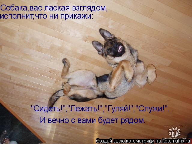 Собака,вас лаская взглядом, исполнит,что ни прикажи: "Сидеть!","Лежать!","Гуляй!","Служи!". И вечно с... Котоматрица: Собака,вас лаская взглядом, исполнит,что ни прикажи: "Сидеть!","Лежать!","Гуляй!","Служи!". И вечно с вами будет рядом.