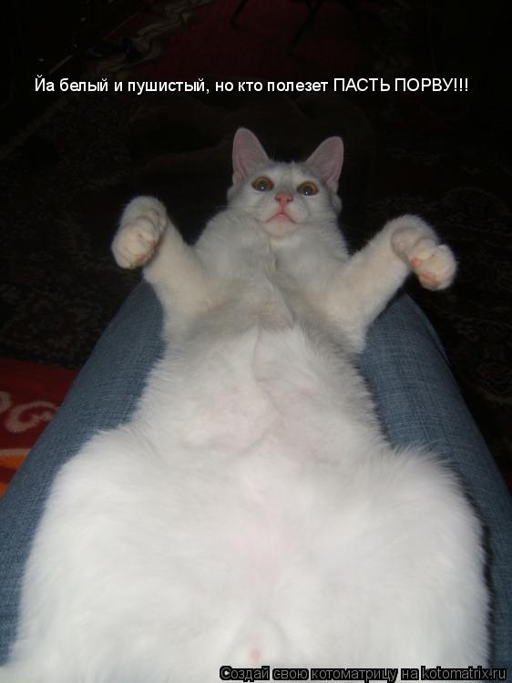 Котоматрица: Йа белый и пушистый, но кто полезет ПАСТЬ ПОРВУ!!!