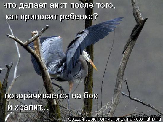 что делает аист после того, как приносит ребенка? поворачивается на бок и храпит...... Котоматрица: что делает аист после того, как приносит ребенка? поворачивается на бок и храпит...