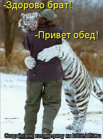 Котоматрица: -Здорово брат! -Привет обед!