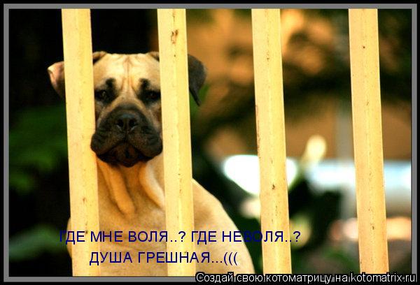 ГДЕ МНЕ ВОЛЯ..? ГДЕ НЕВОЛЯ..? ДУША ГРЕШНАЯ...(((... Котоматрица: ГДЕ МНЕ ВОЛЯ..? ГДЕ НЕВОЛЯ..? ДУША ГРЕШНАЯ...(((