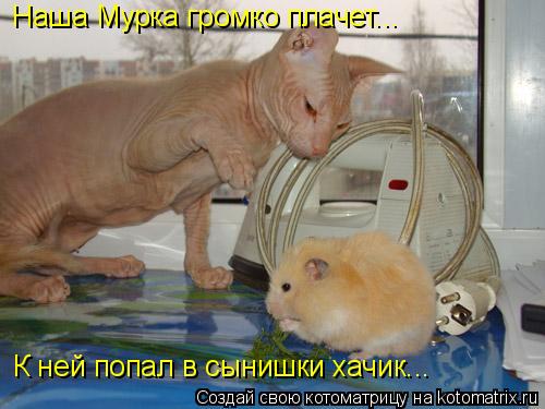 Наша Мурка громко плачет... К ней попал в сынишки хачик...... Котоматрица: Наша Мурка громко плачет... К ней попал в сынишки хачик...
